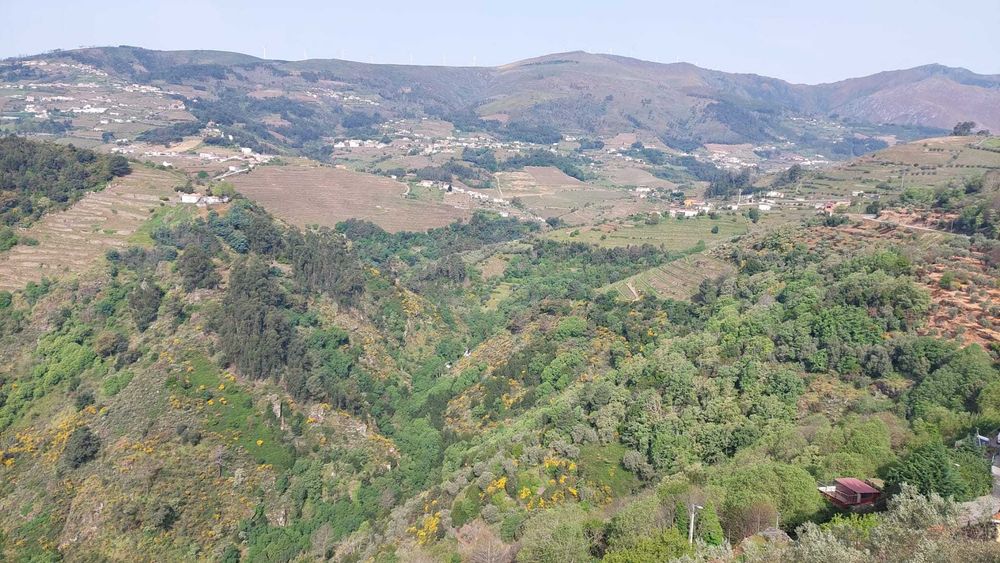 Vinha produtiva com oliveiras, árvores de fruto e mina de água