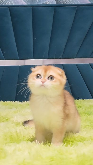 Золота шиншила висловухий хлопчик