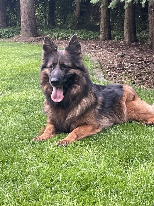 Owczarek niemiecki długowłosy chłopak 4 mce