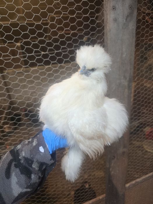 Kury rosy kury silki kury araukany naturalne ekologiczne kury