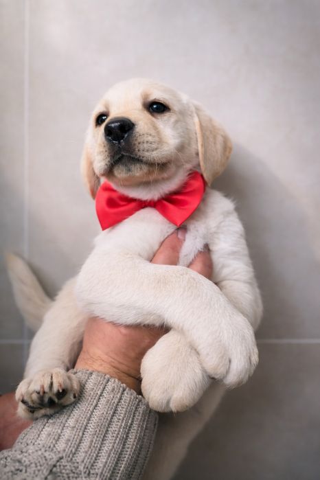 Labrador Retriever suczka wspaniałej budowy po ojcu pochodzenia FCI