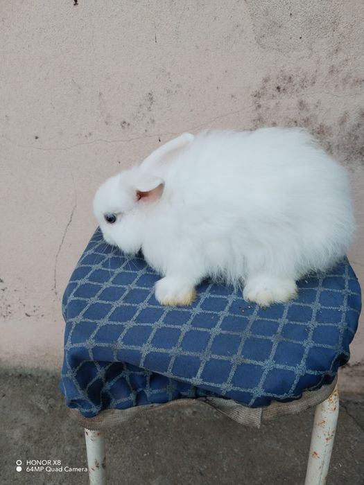 Coelhos anões dóceis