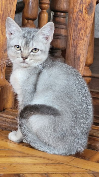 Мальчик шиншилла голубой тикированный