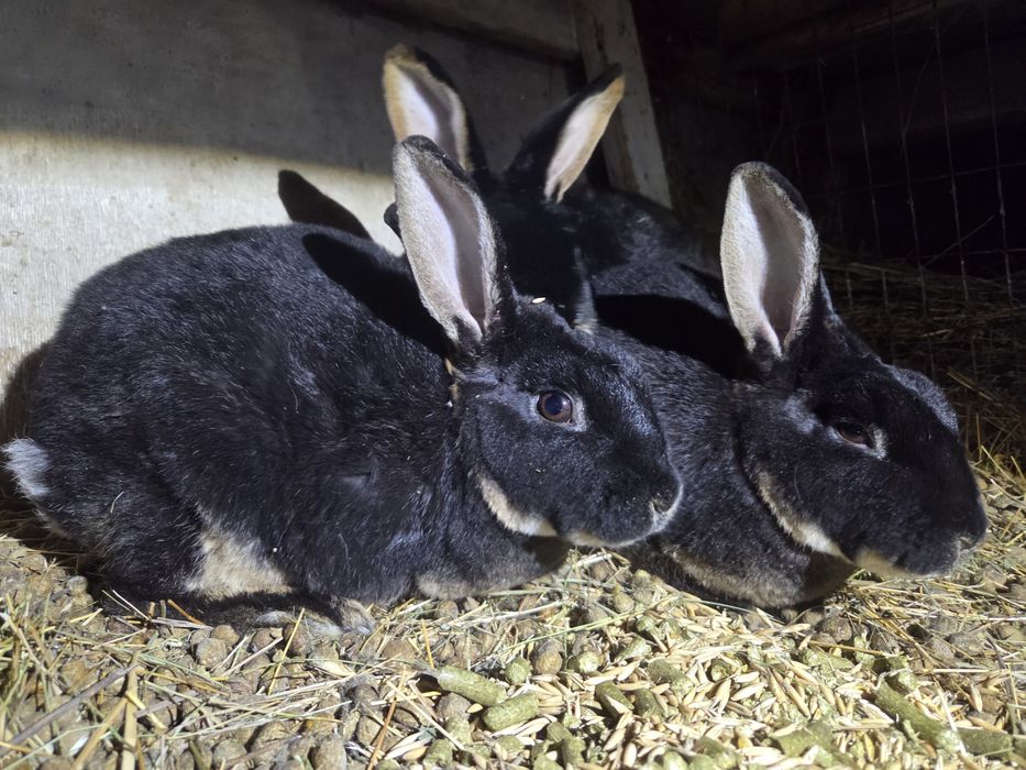 Кролик породи рекс