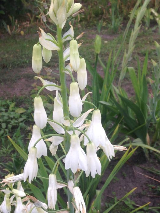 Гальтонія біла, цибулини