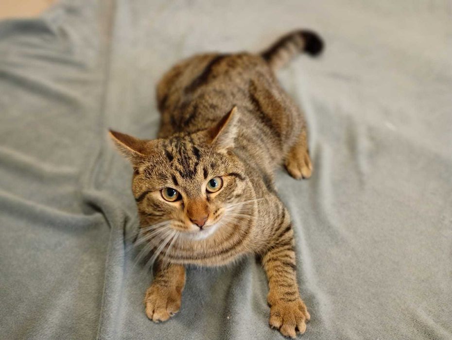 Myrciu- młody kocurek do adopcji