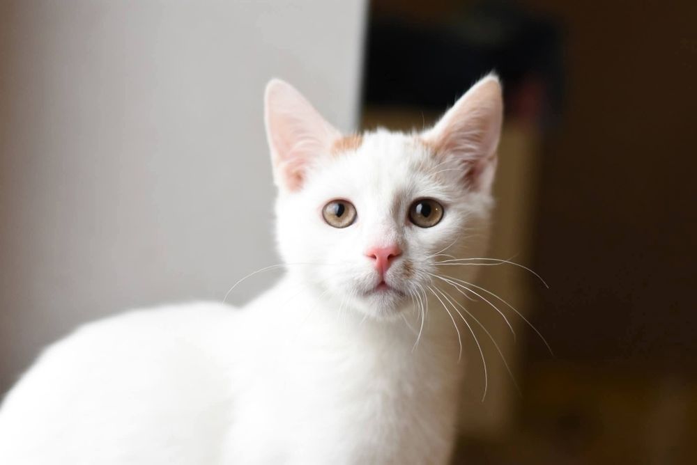 Uroczy Dexter szuka domu!