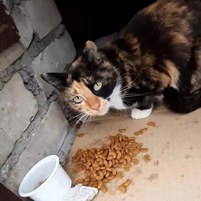 Отдам кошку трехцветку,стерилизована, 1,5 года