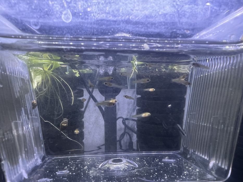 Vendo Guppies/guppys juvenis