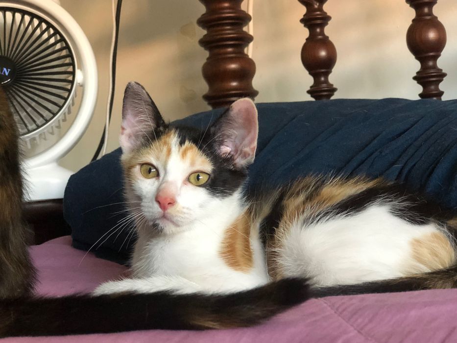 Doação de gatinhos