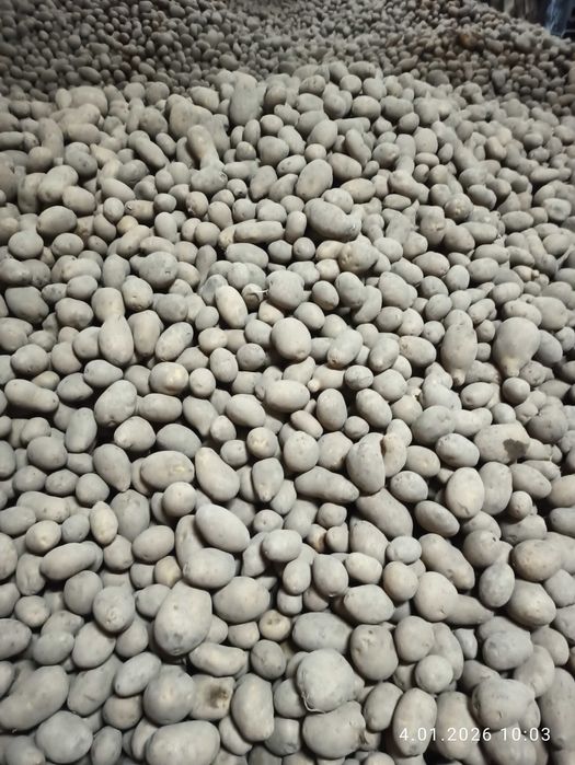 Sprzedam ziemniaki denar