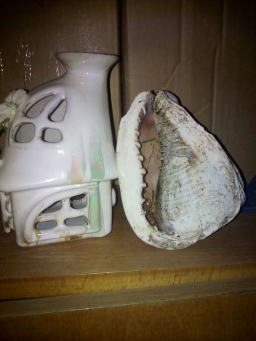 Sprzedam muszle wszystkie za 40zl