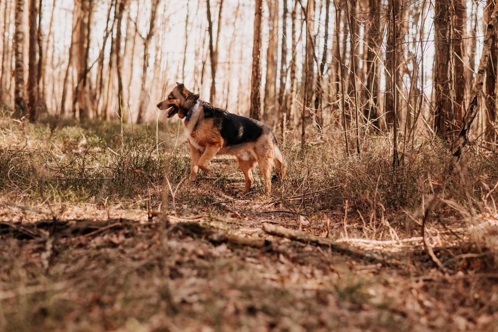 Mega pozytywny pieszczoch Gringo poleca się do adopcji!!!