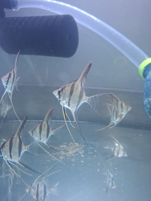 Skalar Altum inirida