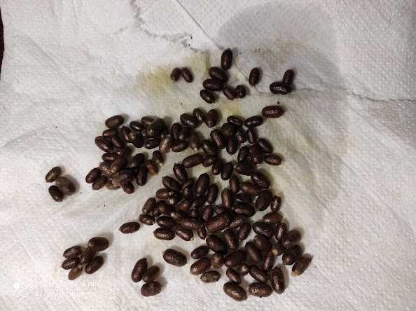 КОКОНИруфиКОРНУТИ осмії  опт від 1000 шт