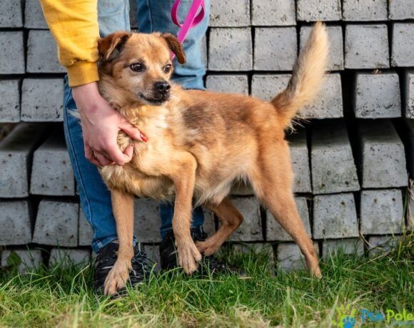 Miły, kochany piesek BALONIK rozgląda sie za domkiem!