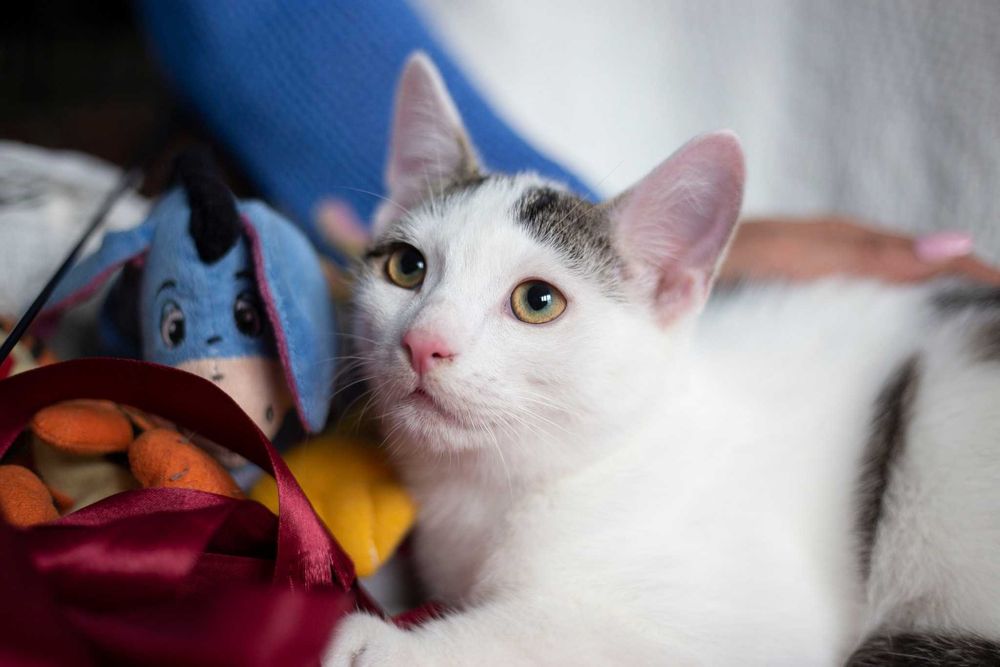 Dyzio szuka domu! Fundacja "Stawiamy na Łapy"