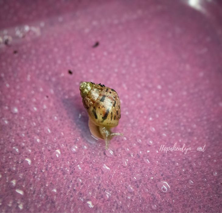 Achatina tincta tincta congo