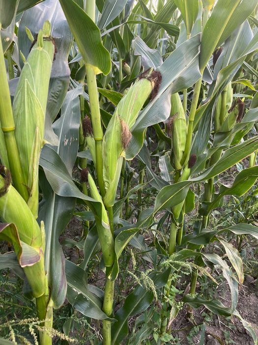 Bele kukurydzy, kukurydza w belach, kiszonka z kukurydzy