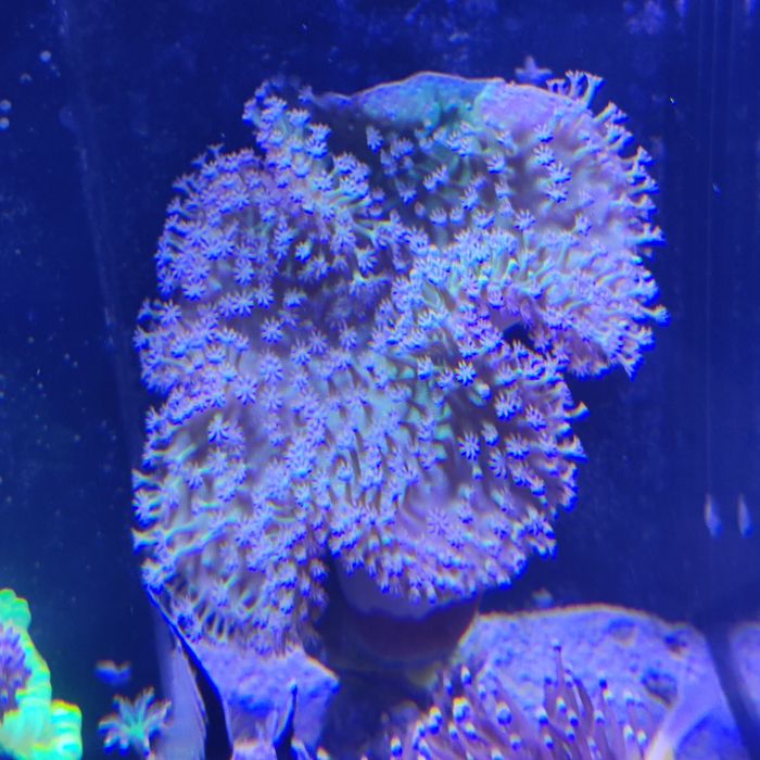 Sarcophyton sp green