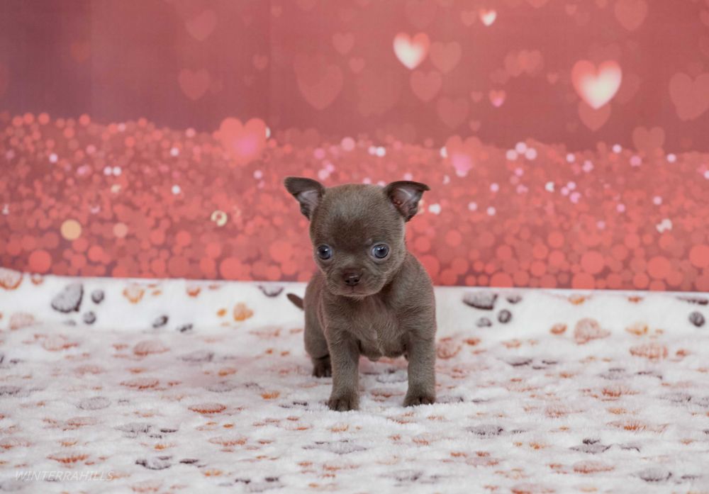 Хлопчик Чіхуахуа ~ ліловий носик) КСУ