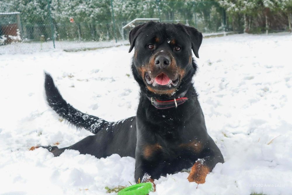Loko 3 letni rottweiler do adopcji