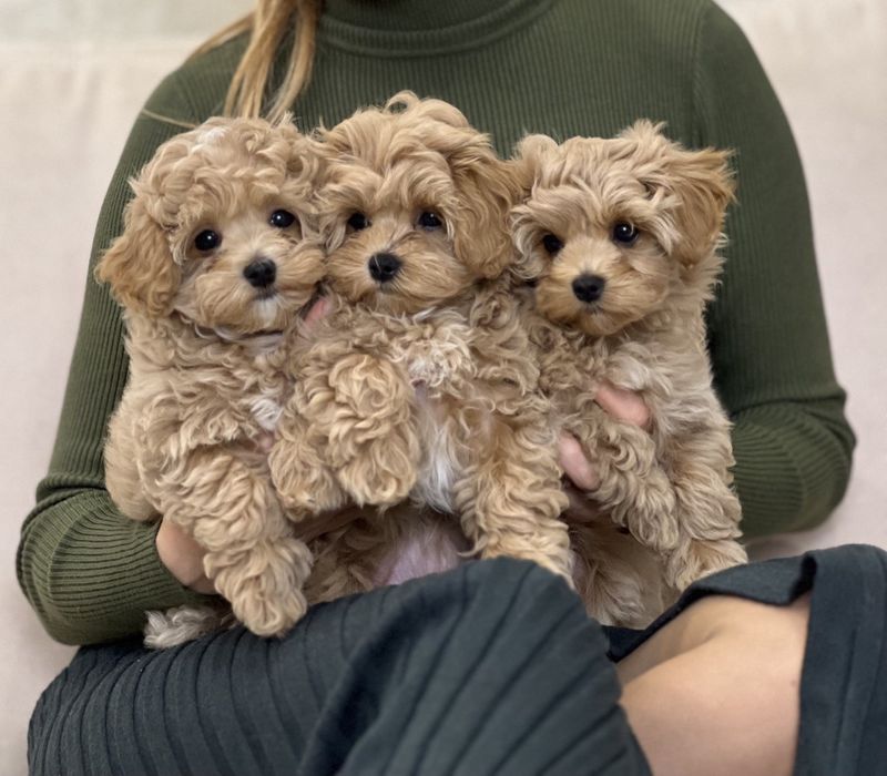 Плюшевые мишки Мальтипу !!!