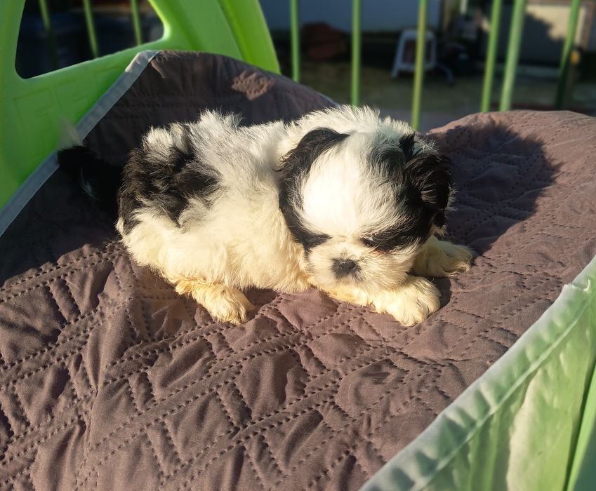 Shih tzu macho lindíssimo vacinado e desparasitado