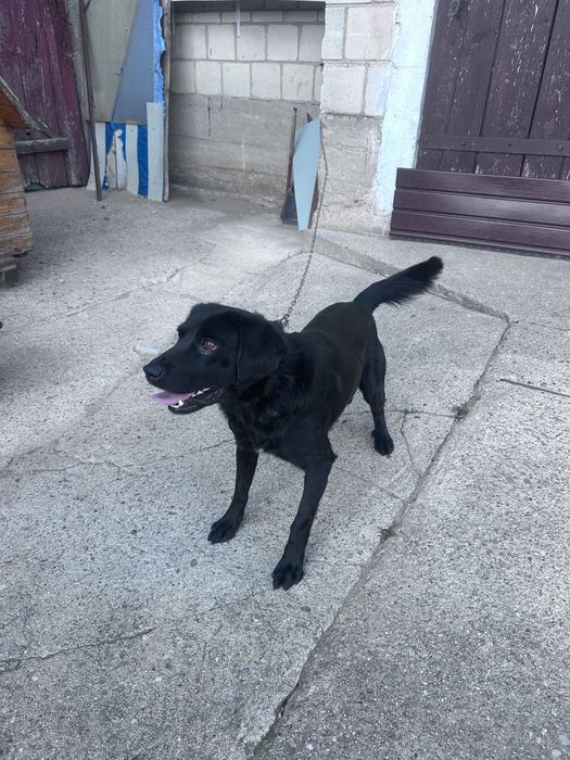 Piesek 4 latek oddam