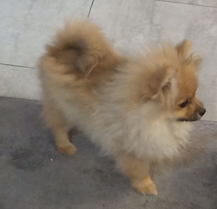 Suczka Szpic miniaturowy xxs