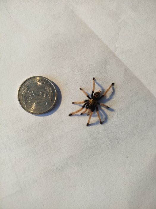ptasznik Chromatopelma cyaneopubescens l3-l4