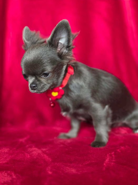 Chihuahua sunia blue XS