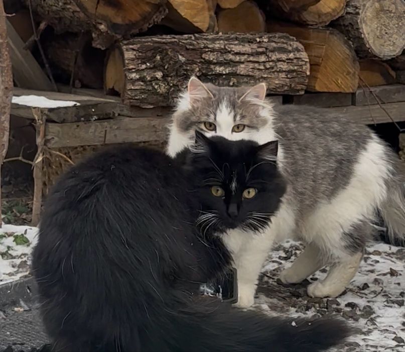 Коти, кіт, котики
