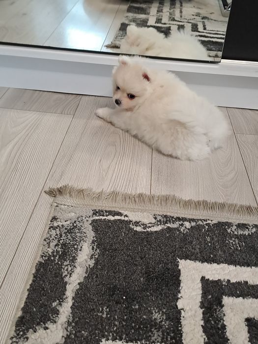 Szpic miniaturowy  suczka