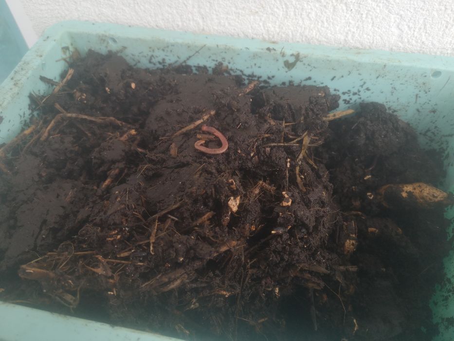 Vermicompostor doméstico