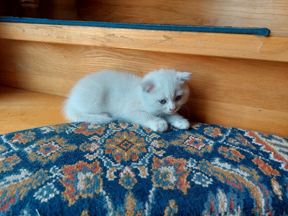 Шотландський хлопчик