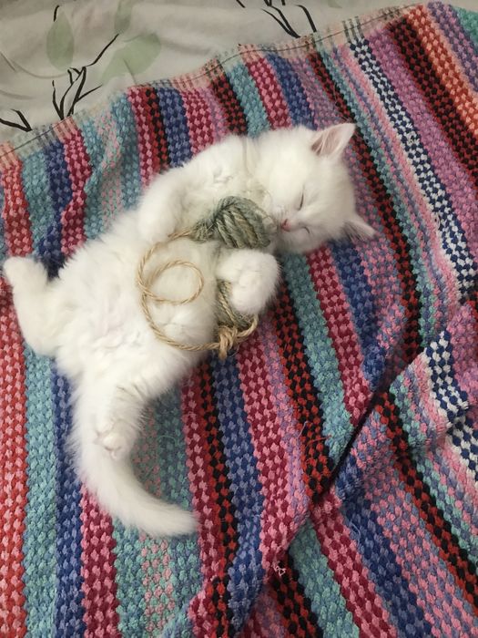 Отдам кота в хорошие руки