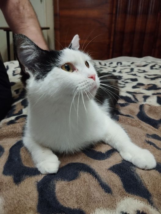 Лагідна кішечка Шпуля