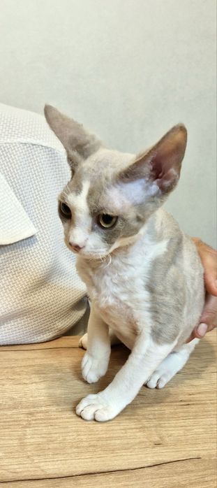 Liliowy Dropsik devon Rex