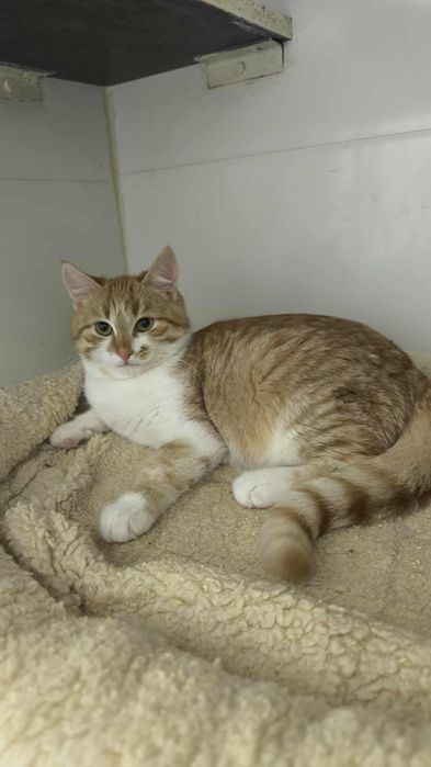 Котята из приюта ,ищем семью!