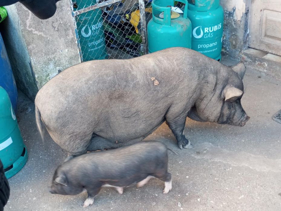4 porcos pretos de 2 meses  - Santa Maria Da Feira