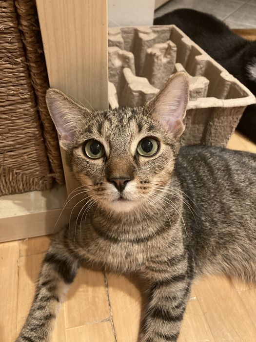 Śliczna parka burych kociaków szuka wspólnego domu