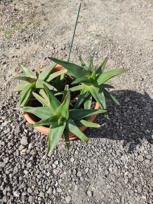 Climbing aloe Vera