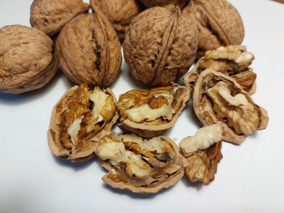 Smaczne orzechy włoskie zbiór 2025