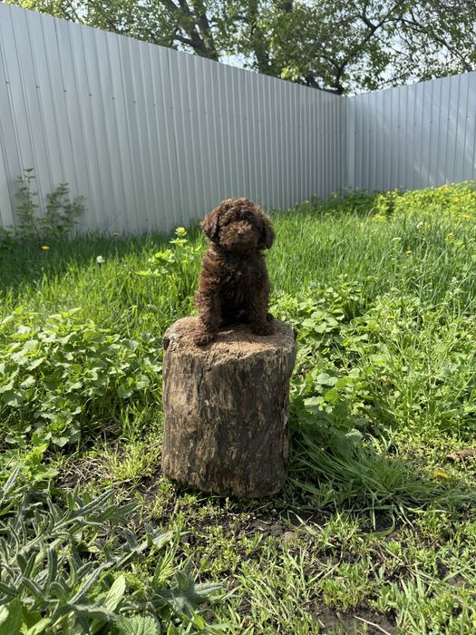Дівчинка Той Пудель