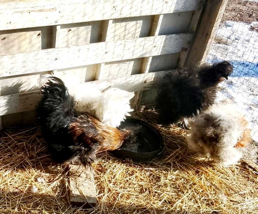 Sprzedam kogutki silki