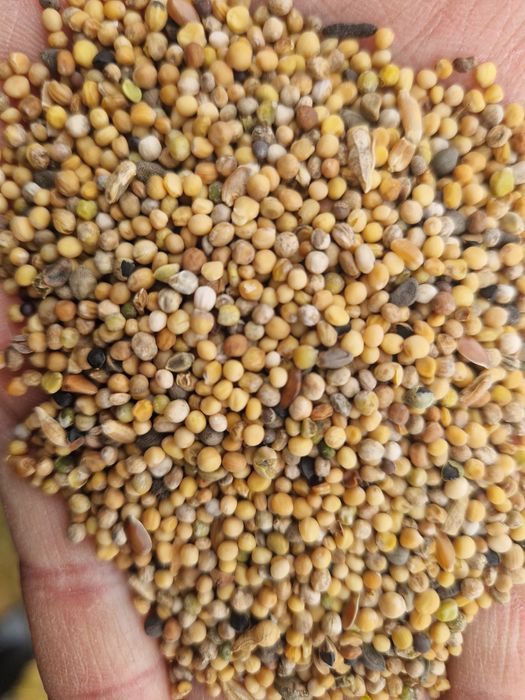 Gorczyca biala żółta poplon transport wysylka