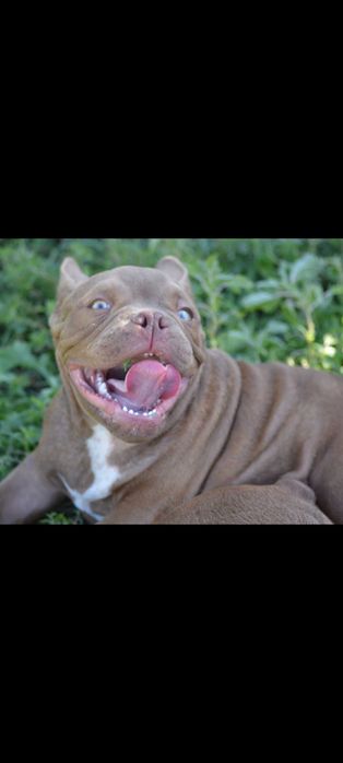 American bully micro macho chocolate