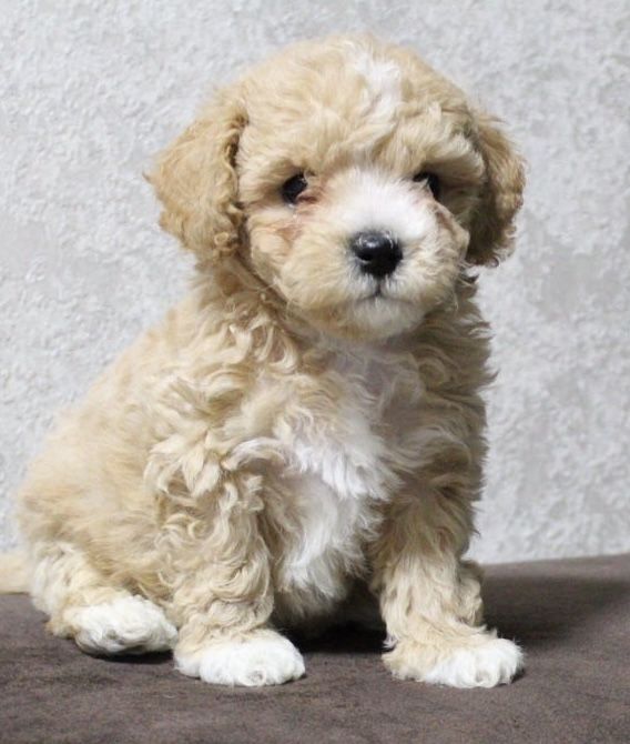 Хлопчик мальтіпушонок