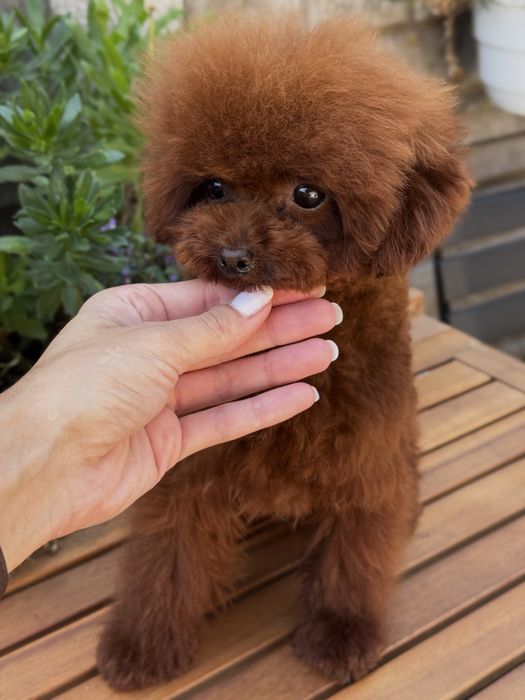 Дівчинка той пудель китай